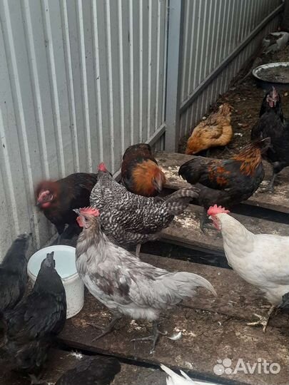 Молодые петухи