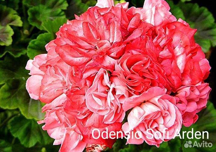 Пеларгонии розебудные