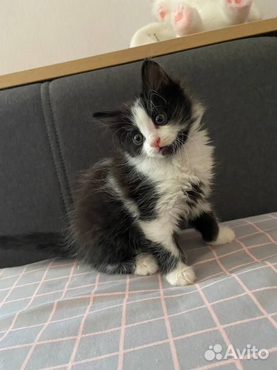 Котята в добрые руки бесплатно