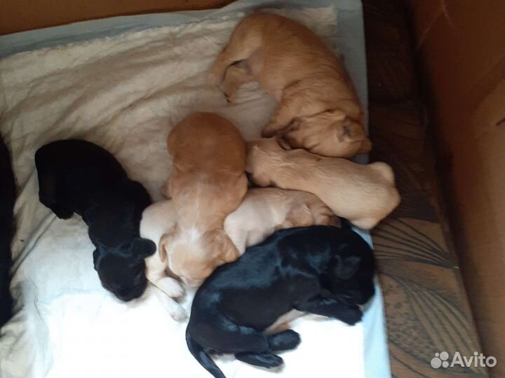 Щенки Спаниеля