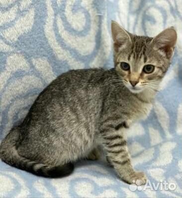 Европейская