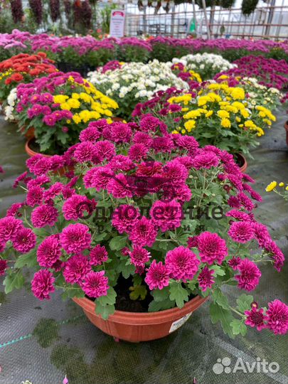 Хризантема осенний цветок