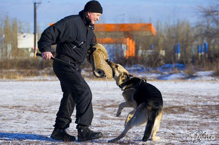 Дрессировка и воспитание собак