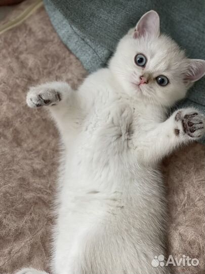Шотланская кошка