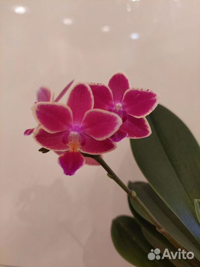Орхидея фаленопсис