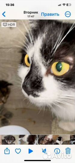 Кошечка в добрые руки