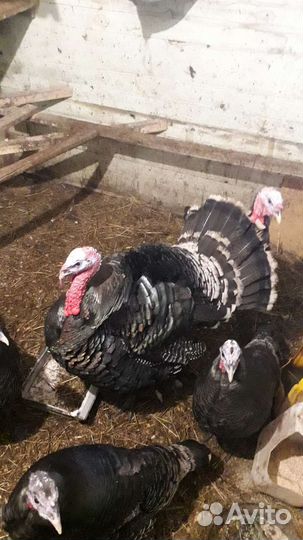 Инкубационное яйцо индейки и кур микс