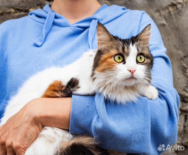 Кошечка Боня