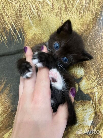 Котёнок мальчик