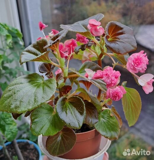 Бегония вечноцветущая, махровая