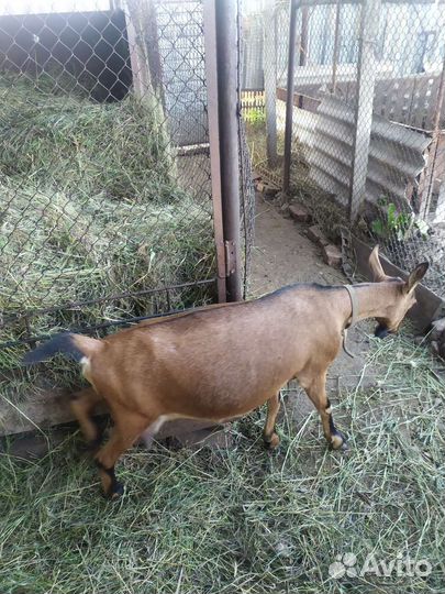 Альпийские козы