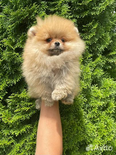 Померанский шпиц медвежьего типа