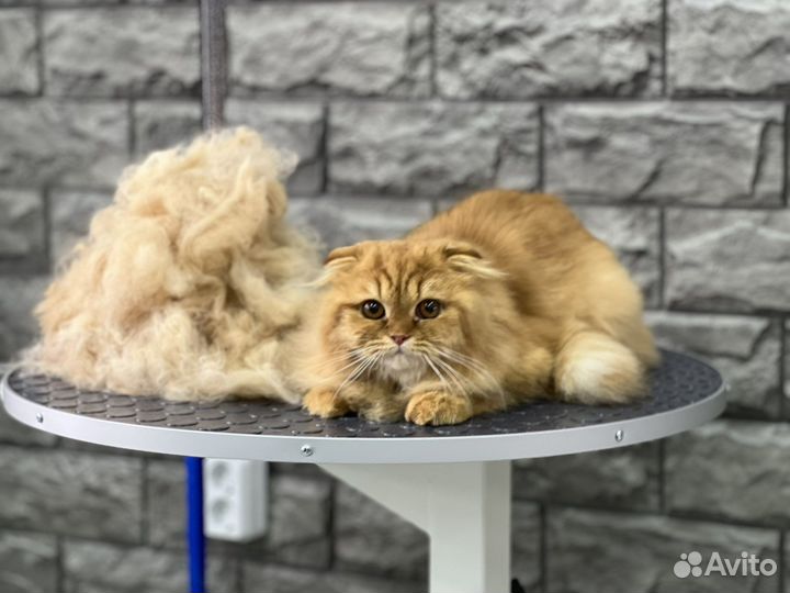 Груминг кошек стрижка кошек