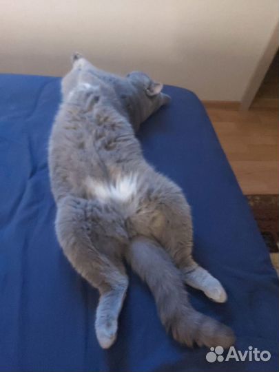 Кот британский