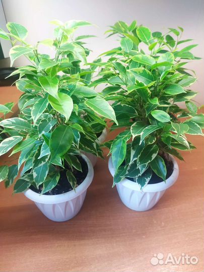 Фикус бенджамина