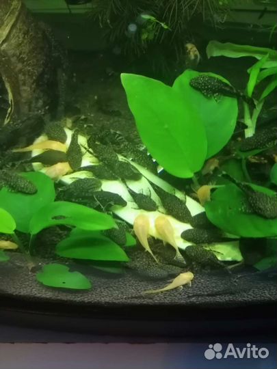 Мальки сома анциструса