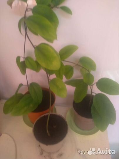 Клеродендрум томпсон