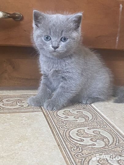 Британские котята