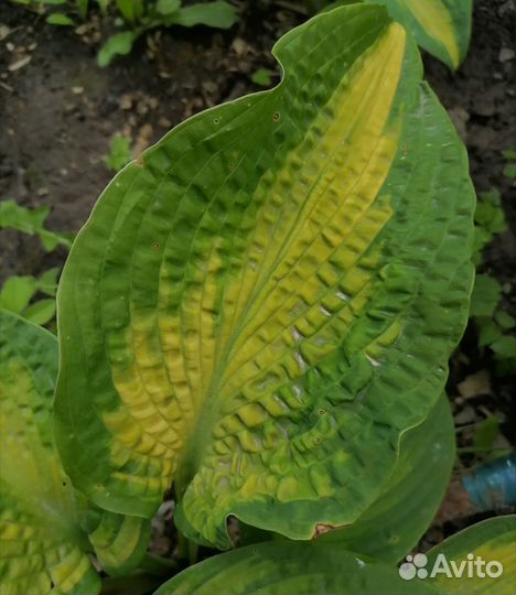 Хоста растение