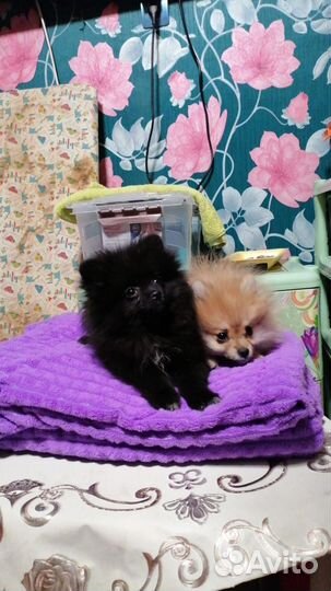 Померанский шпиц медвежьего типа