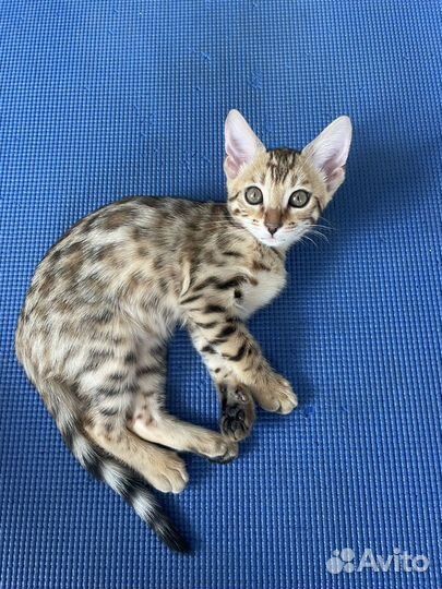 Бенгальские котята