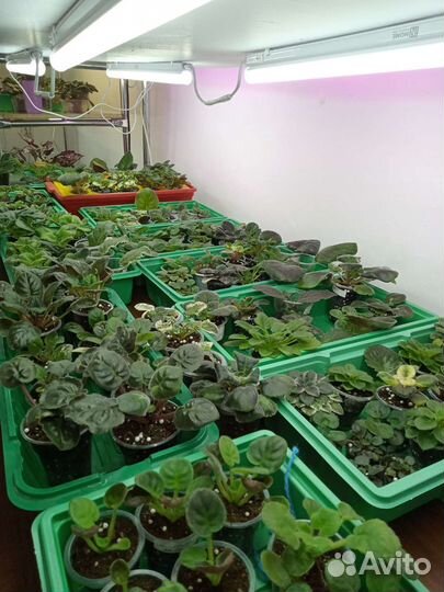 Продажа сортовых фиалок (стандарты,мини)