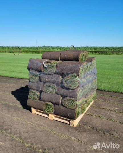Рулонный газон из питомника
