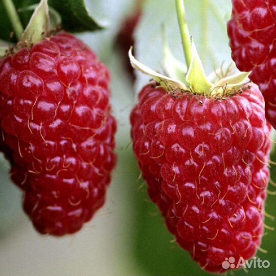 Ремонтантная малина