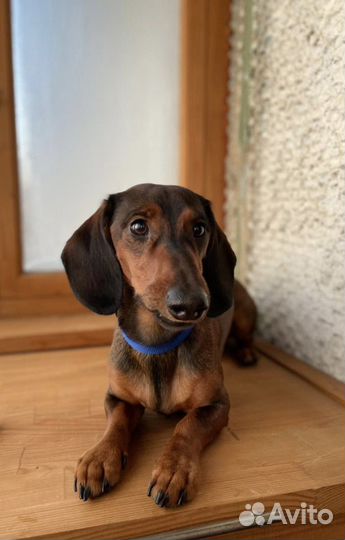 Такса вязка