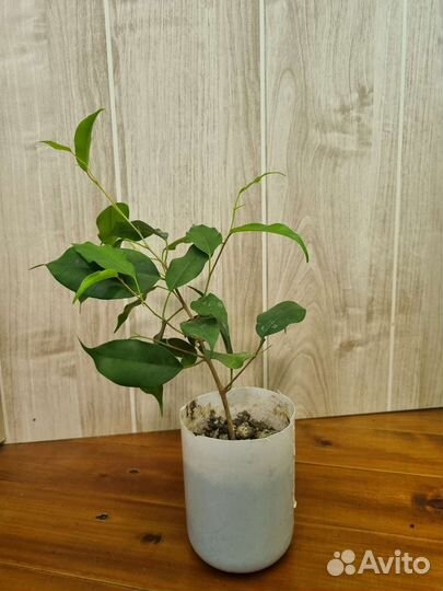 Фикус бенджамина