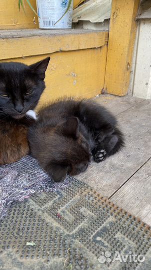 Котята бесплатно котята отдам в добрые руки