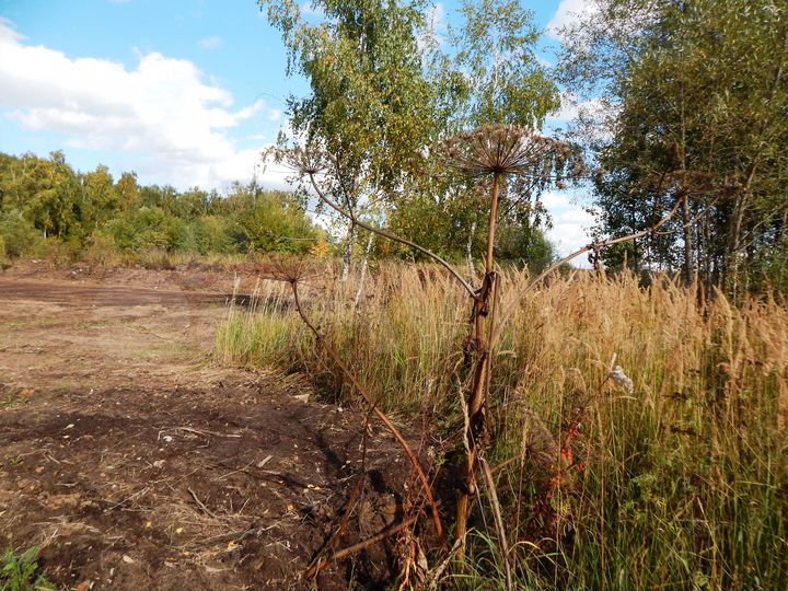 Участок 30 сот. (ИЖС)