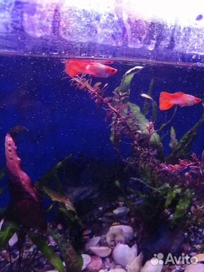 Гуппи красная шапочка, молодёжь, малёк