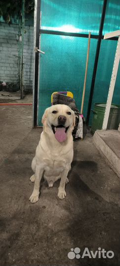 Случка собак