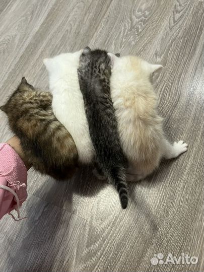 Британские котята