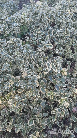 Барвинок вариегата