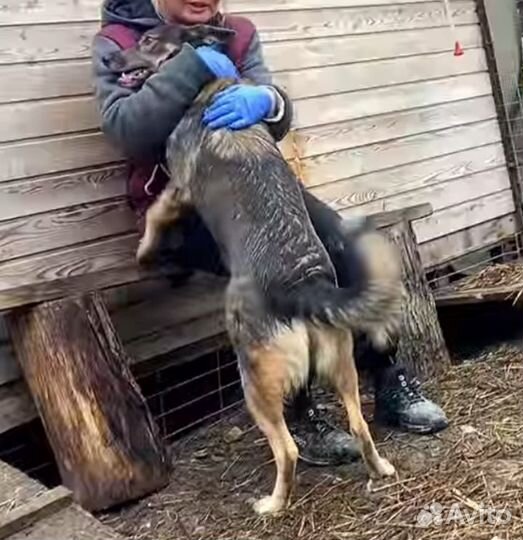 Собака в добрые руки