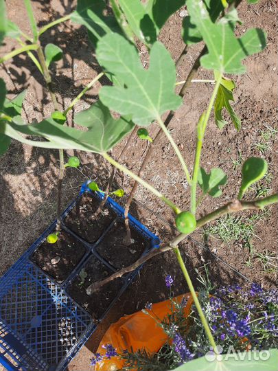 Многолетние садовые растения