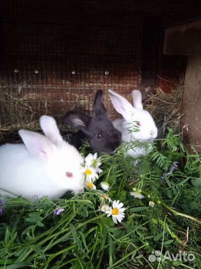 Калифорнийские кролики