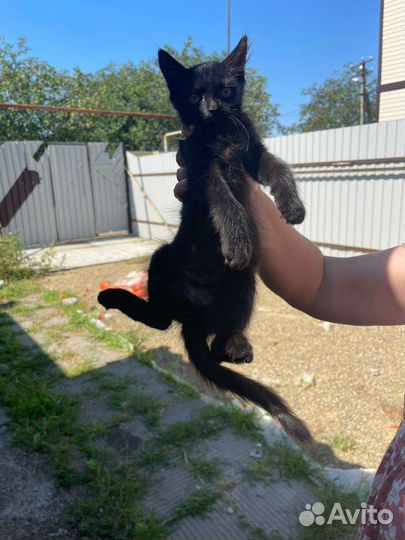 Кошки в добрые руки бесплатно