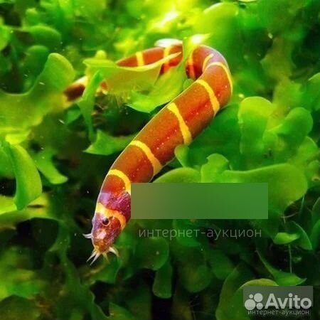 Аквариум, рыбки 3