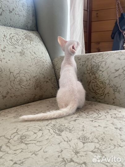 Кошка питерболд