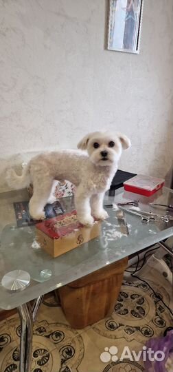 Стрижка собак и кошек. Груминг Курортный р-н