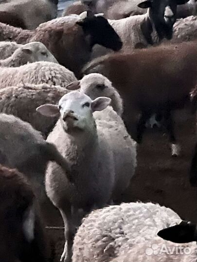 Бараны на племя