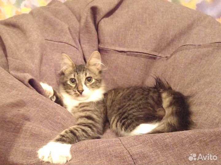 Отдам котенка в добрые руки