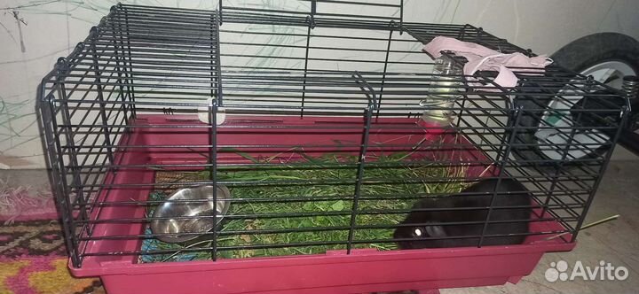 Морская свинка мальчик