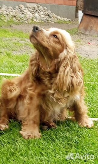 Кокер спаниель