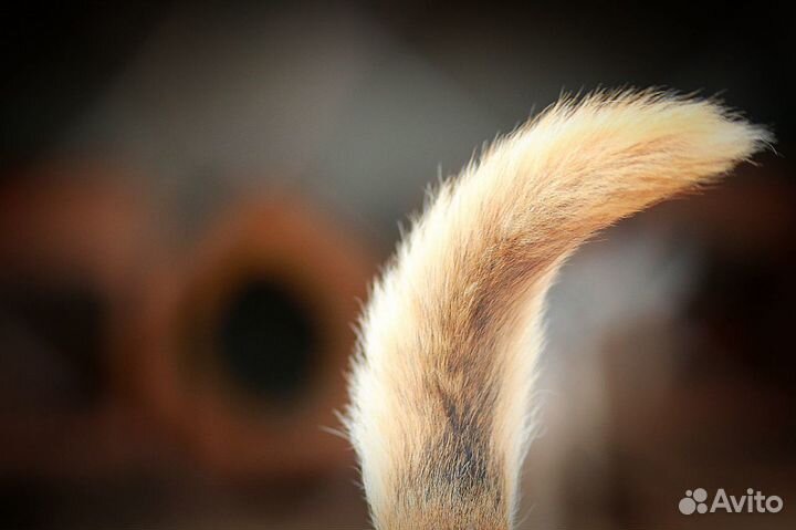 Собака Роб в добрые руки