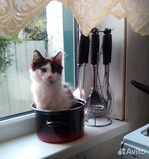 Кошечка в добрые руки