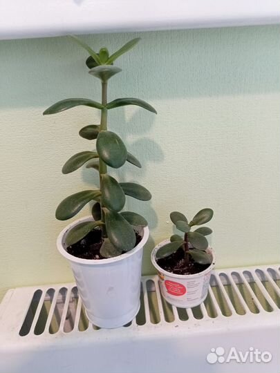 Каланхоэ лечебное, цветущий. Денежное дерево